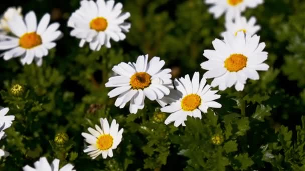 Zamknij Się Tuzin Daisy Kwiaty — Wideo stockowe