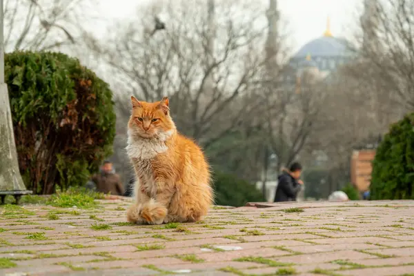 İstanbul 'da Görkemli Bir Cami ve Büyüleyici Bir Portakal Sokağı Kedisi
