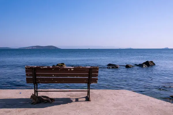 Sokak Kedisi Issız Ada Manzaralı Boş bir Benç 'in Gölgesinde Dinleniyor