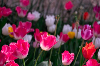 Çiçekli Pembe Lale: Zarafet ve Zarafetin Sembolü