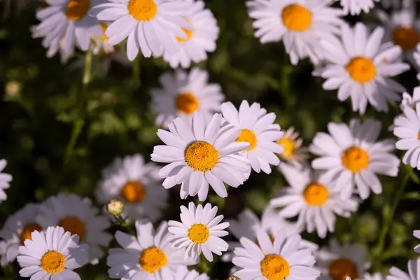 Çiçek açan Daisy: Basitlik ve Güzelliğin Sembolü