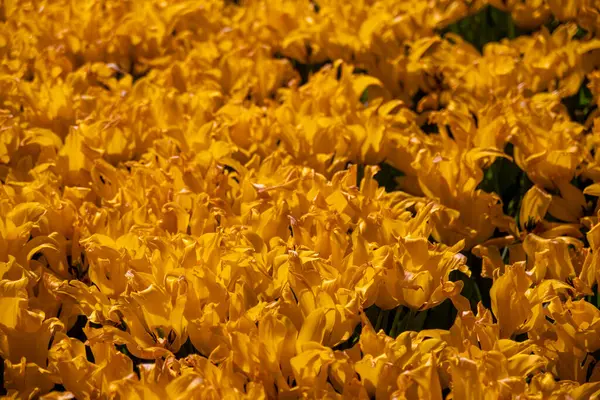 Canlı Sarı Lalelerin Tam Çiçekte Yakın Çekimi