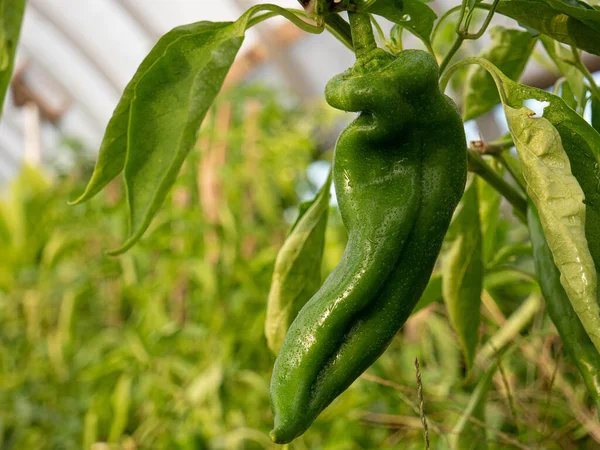 An anaheim pepper covered in mist, hanging in a greenhouse with other crops in the background.