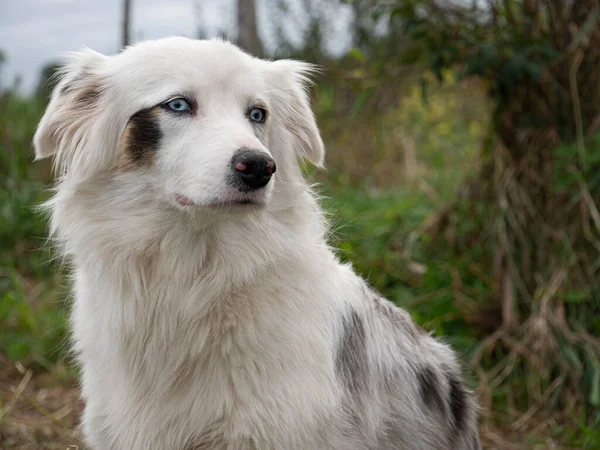 Portrait of a blue eyed blind dog sitting in a green garden. The dogs fur is white with dark spots.