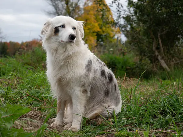 Portrait of a blue eyed blind dog sitting in a green garden. The dogs fur is white with dark spots.