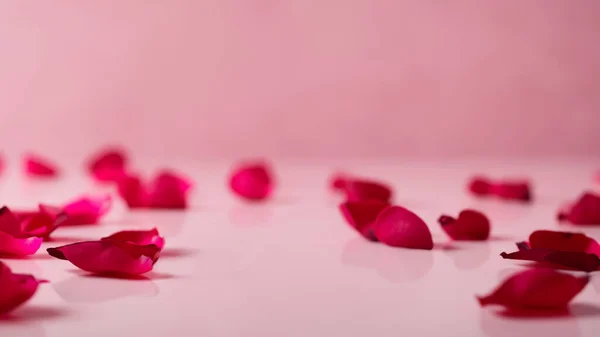 Rose Petals Spread on Pastel Pink for product montage