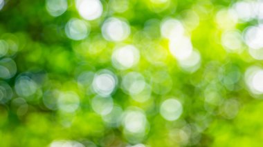 Güneş Işıklı Doğa Bokeh