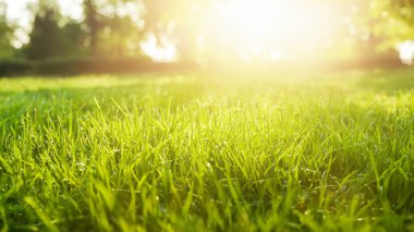 Berrak Yeşil Çimenli Sabah Çiyi Gün Işığıyla