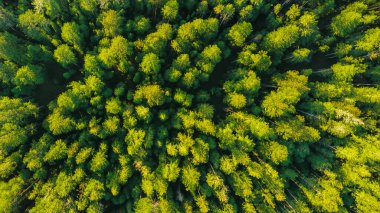 Yazın, Finlandiya 'da Yeşil Orman tepe örtüsünün hava görüntüsü