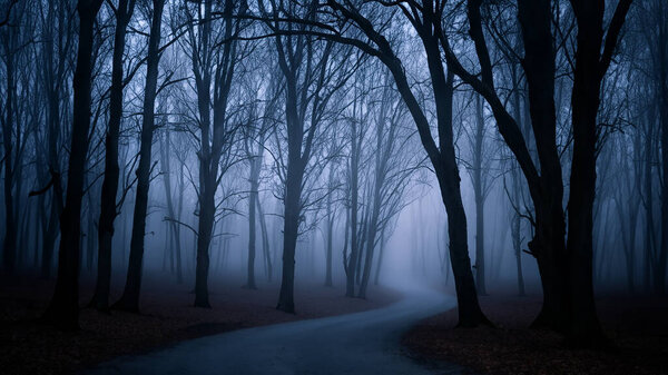 Mysterious Dark Foggy Forest Road With Tree Silhouettes