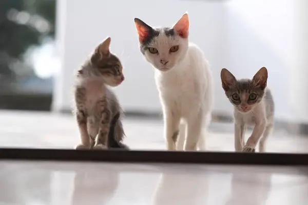 stock image Mother Cat with Two Kittens in Greece