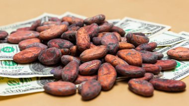 ABD Doları Faturalarında Bir yığın kakao çekirdeği