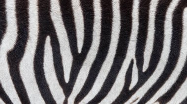 Siyah ve Beyaz çizgili Kaba Kısa Zebra Kürkünün Yakın Çekimi