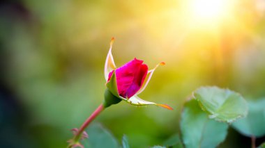 Güneş ışığı ve Bokeh Arkaplanlı Güzel Pembe Gül Bud