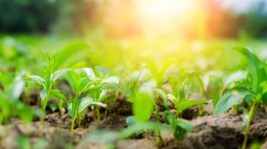 Sahadaki Genç Yeşil Bitkiler Güneş Işığı ve Bokeh Arkaplanlı