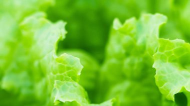 Bulanık Arkaplan Taze Yeşil Marulun Yakın Çekimi