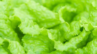 Taze Yeşil Marul Yumuşak Odaklı Yakın Çekim Bırakıyor