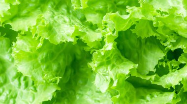 Taze Yeşil Marul Yakın Çekim Arkaplanından Ayrıldı