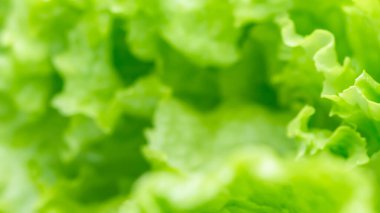 Taze Yeşil Marul Yaprakları 'nın Yumuşak Odaklı Yakından Görüntü Sağlıklı Vejetaryen Salata Konsepti İçin