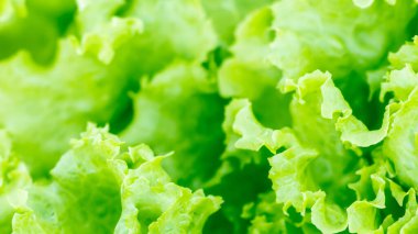 Taze Yeşil Marul 'un Yakın Çekimi Yumuşak Odaklı Ayrıldı