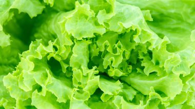 Taze Yeşil Marul 'un Yakın Çekimi Yumuşak Odaklı Ayrıldı