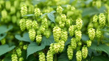 Yeşilli Yeşil Su Bitkileri Yakın plan Alanında