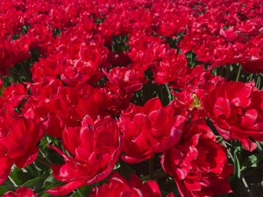 Hollanda Bahar Çiçeği Tarlasında Çifte Kırmızı Laleler Çiçek Açtı