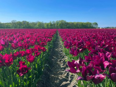 Güneşli bir bahar gününde Ufuk 'a giden Mor Lale Sahası Yolu