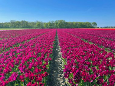 Açık Mavi Bahar Gökyüzü Altında Dolu Çiçek Mor Lale Alanı