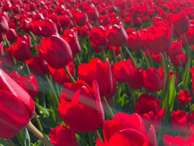 Hollanda Baharı Çiçek Tarlasında Parlak Kırmızı Laleler Çiçek Açtı