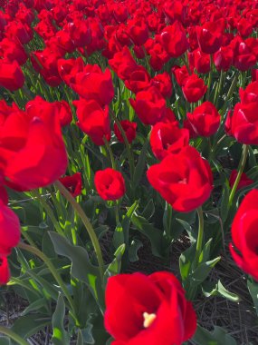 Çiçek tarlasında açan canlı kırmızı laleler