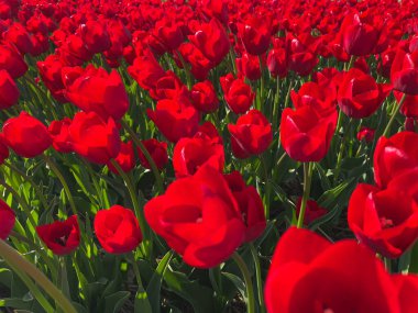 Hollanda Çiçek Tarlasında İlkbaharda Çiçek Açan Canlı Kırmızı Laleler