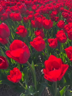 Hollanda 'da Bahar Güneşi' nde Açık Kırmızı Laleler Çiçek Açtı