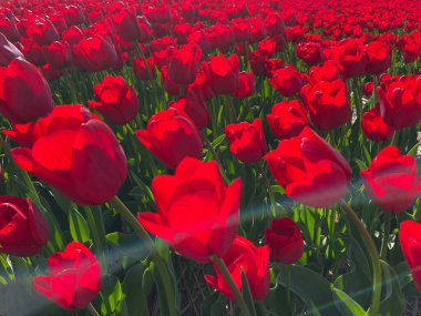 Kırmızı lalelerin yakın plan Çekimi İlkbaharda Hollanda 'da Lens Fişeği ile çiçek açıyor