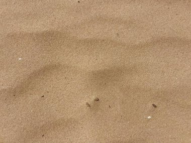 Hollanda Kıyı Kum Kum Kum Kum Kıtlarının Doğal Işıktaki Yakın Çekimi