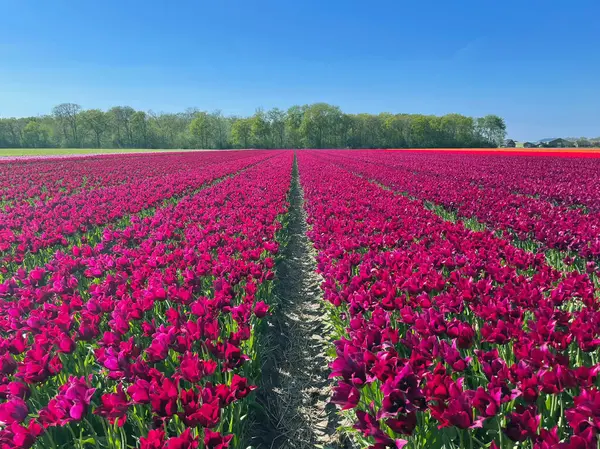 Açık Mavi Bahar Gökyüzü Altında Dolu Çiçek Mor Lale Alanı
