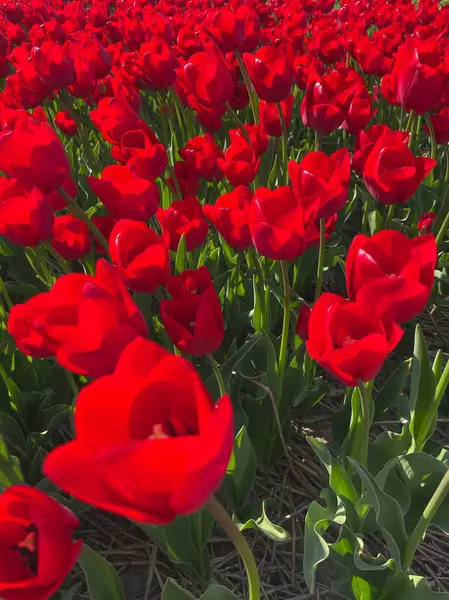 Kırmızı lalelerin yakın çekimleri Gün ışığıyla birlikte bahar tarlasında çiçek açıyor.