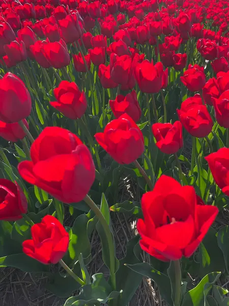Hollanda 'da Bahar Güneşi' nde Açık Kırmızı Laleler Çiçek Açtı