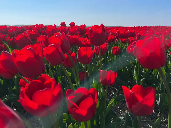 Hollanda 'da bahar aylarında açan canlı kırmızı lalelerin yakın çekimi