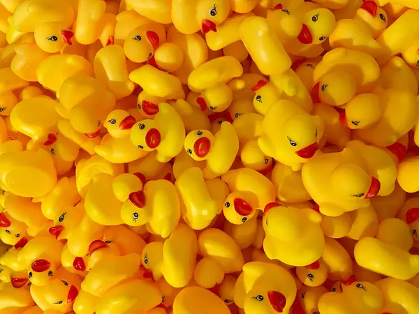 Kırmızı Gagalı Sarı Kauçuk Ördeklerin Üst Görünümü