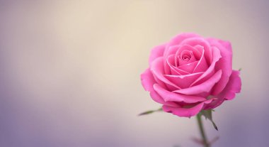 Bulanık arkaplanda pembe gül çiçeğini kapat