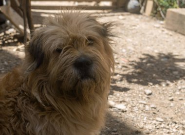 Köpek Kırsalında Dinlenme: Tüylü Bir Arkadaş Çiftlik Arazisinde Mola Verdi