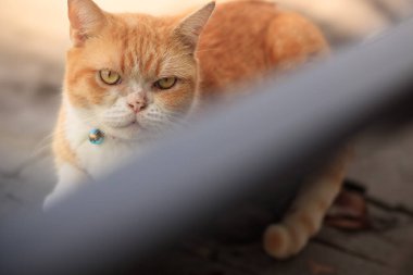 Evin terasında turuncu bir kedi.