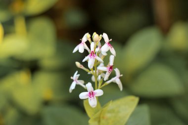 Bahçedeki beyaz psöderanthemum reticulatum çiçekleri