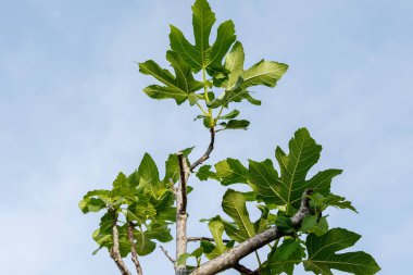 Mavi gökyüzü arkaplanına karşı incir yaprakları