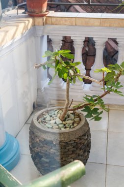 Evin terasındaki saksılarda incir bitkileri.
