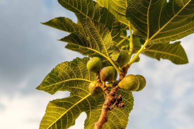 Gökyüzünde kara bulutlar olan incir yaprakları