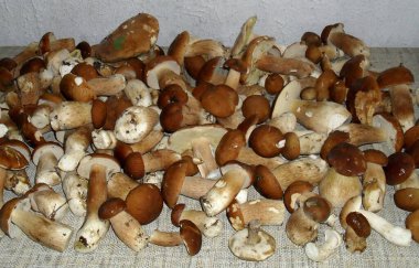 Lezzetli sonbahar, beyaz mantarlar