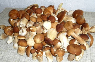 Ukrayna Porcini mantarlarının fotoğrafı