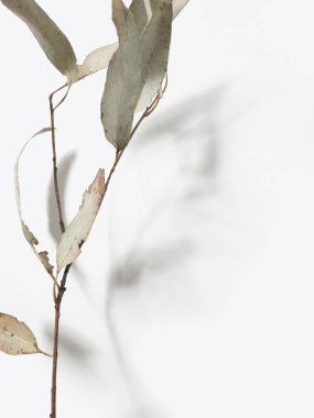 Okaliptüs dalları açık arkaplan ve gölgelerle ayrılır. Asgari tarz tasarım. Doğal, sessiz renkler.